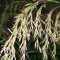 Lemongrass Cymbopogon citratus flexuosus - 50 Seeds
