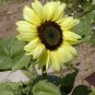 Lemon Queen Sunflower Helianthus annuus - 50 Seeds
