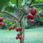Rare Tree Tomato Tamarillo Tomarillo Cyphomandra Betaceae - 10 Seeds