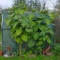 Rare Tree Tomato Tamarillo Tomarillo Cyphomandra Betaceae - 10 Seeds