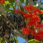 Stenocarpus Sinuatus Rare Firewheel  - 5 Seeds