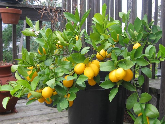citrus meyer lime