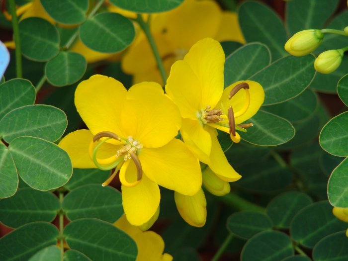 Rare Butterfly Cassia Senna Bicapsularis - 15 Seeds