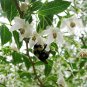 Japanese Snowbell Styrax japonicus White - 20 Seeds