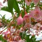 Rare Japanese Snowdrop Styrax japonicus Pink Chimes - 10 Seeds