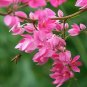 Pink Coral Vine Chain of Love Antigonon leptopus - 10 Seeds
