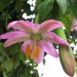 Pink Banana Passion Flower Passiflora mollissima - 10 Seeds
