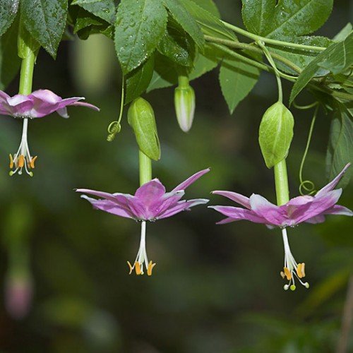 Pink Banana Passion Flower Passiflora mollissima 10 Seeds