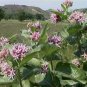 Showy Butterfly Milkweed Asclepias speciosa - 30 Seeds