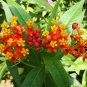 Scarlet Red Tropical Butterfly Milkweed Blood Flower Asclepias curassavica - 50 Seeds
