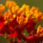 Scarlet Red Tropical Butterfly Milkweed Blood Flower Asclepias curassavica - 50 Seeds