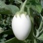 Ornamental Easter Egg Plant Solanum Melongena ovigerum - 25 Seeds