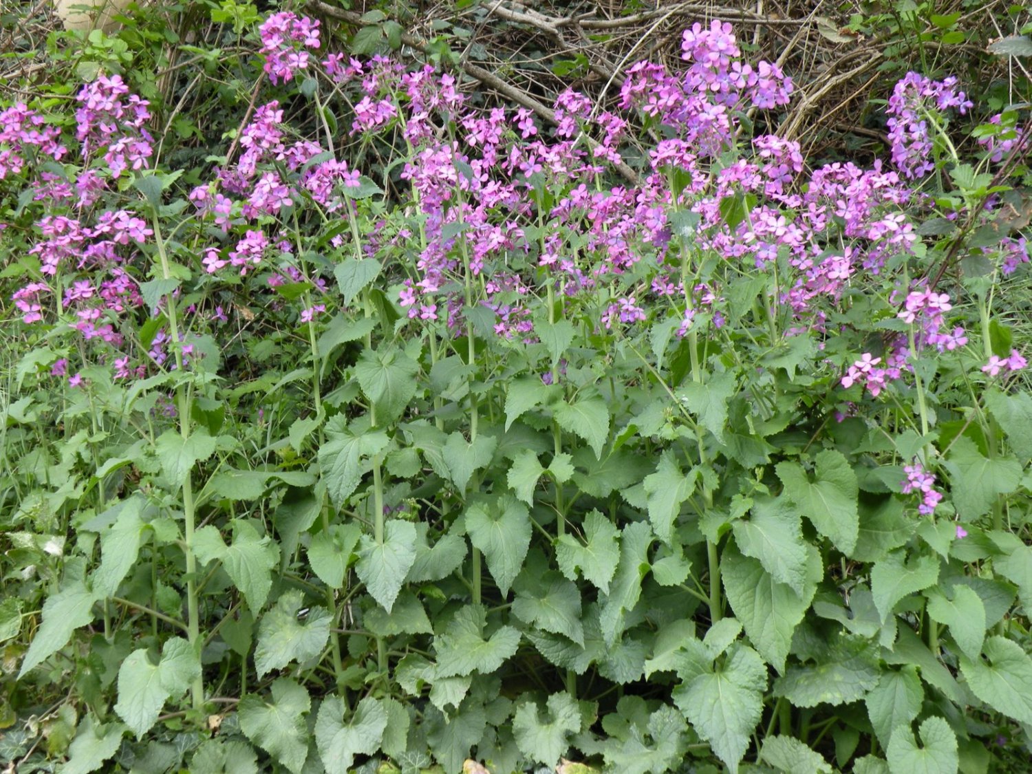 Money Plant Silver Dollar Honesty Lunaria biennis annua - 50 Seeds