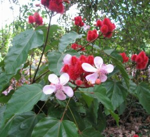 Lipstick Bush Annatto Bixa orellana - 25 Seeds