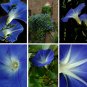 Deep Blue Morning Glory Ipomoea purpurea - 20 Seeds