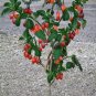 Rare Tree Tomato Tamarillo Tomarillo Cyphomandra Betaceae - 10 Seeds