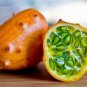 African Horned Melon Kiwano Cucumis metuliferus - 20 Seeds