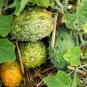 African Horned Melon Kiwano Cucumis metuliferus - 20 Seeds