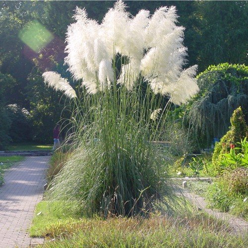 White Plume Pampas Grass Cortaderia selloana - 100 Seeds