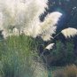 White Plume Pampas Grass Cortaderia selloana - 100 Seeds