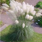 White Plume Pampas Grass Cortaderia selloana - 100 Seeds