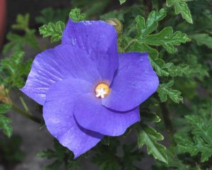 Rare Blue Purple Hibiscus Alyogyne huegelii - 12 Seeds