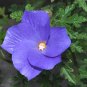 Rare Blue Purple Hibiscus Alyogyne huegelii - 10 Seeds