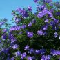 Rare Blue Purple Hibiscus Alyogyne huegelii - 12 Seeds