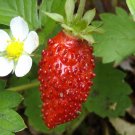 Heirloom Strawberry Plant Fragaria vesca Alexandria - 40 Seeds