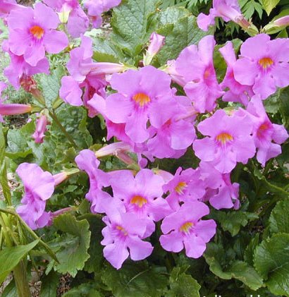 Chinese Trumpet Flower Incarvillea delavayi Rare - 20 Seeds