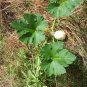 Crafting Nest Egg Gourd Cucurbita pepo - 10 Seeds