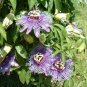 Passion Flower Purple Maypop Passiflora Incarnata - 10 Seeds