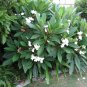 Plumeria White 'Samoan Fluff' Frangipani - 5 Seeds