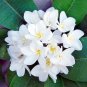 Plumeria White 'Samoan Fluff' Frangipani - 5 Seeds