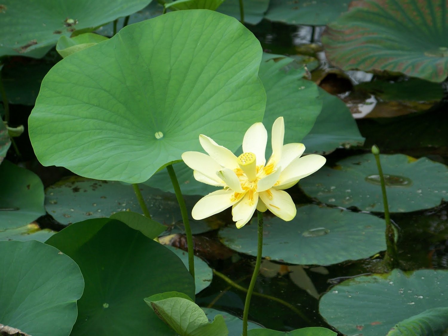 American Lotus Pond Water Lily Nelumbo lutea 4 Seeds