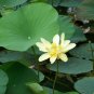 American Lotus Pond Water Lily Nelumbo lutea - 4 Seeds
