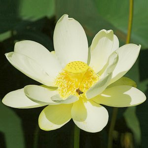 American Lotus Pond Water Lily Nelumbo lutea - 4 Seeds