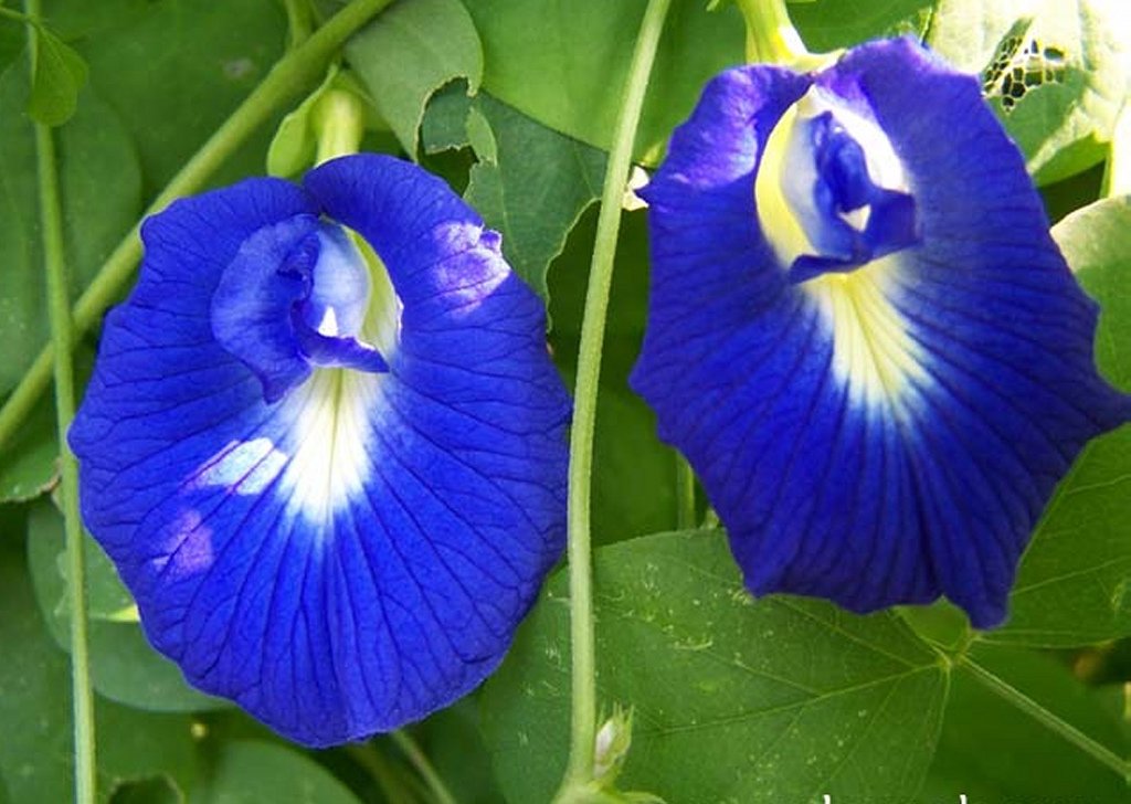 Organic Blue Butterfly Pea Vine Clitoria Ternatea 8 Seeds