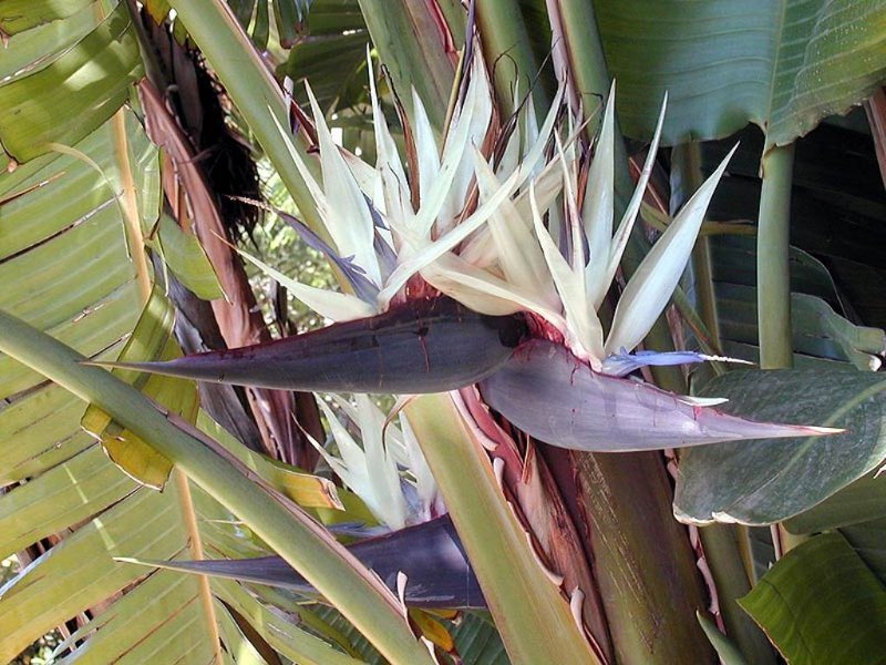 Giant White Bird of Paradise Strelitzia nicolai - 10 Seeds