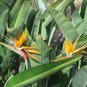 Orange Bird of Paradise Strelitzia reginae - 10 Seeds