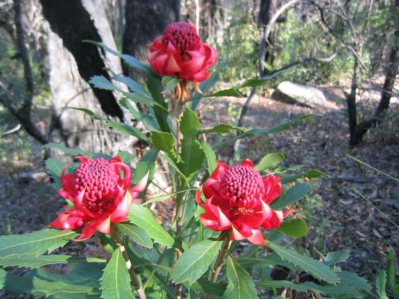 Rare Waratah Red Telopea speciosissima 5 Seeds