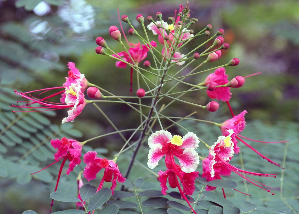 Pink Pride of Barbados Peacock Caesalpinia pulcherrima rosea - 5 Seeds