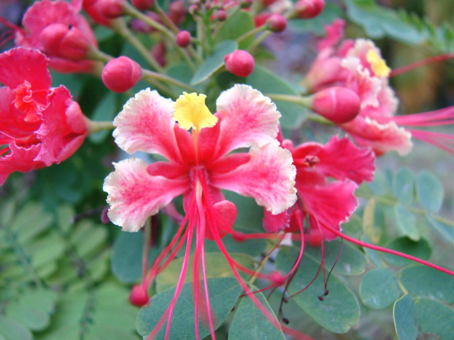 Pink Pride of Barbados Peacock Caesalpinia pulcherrima