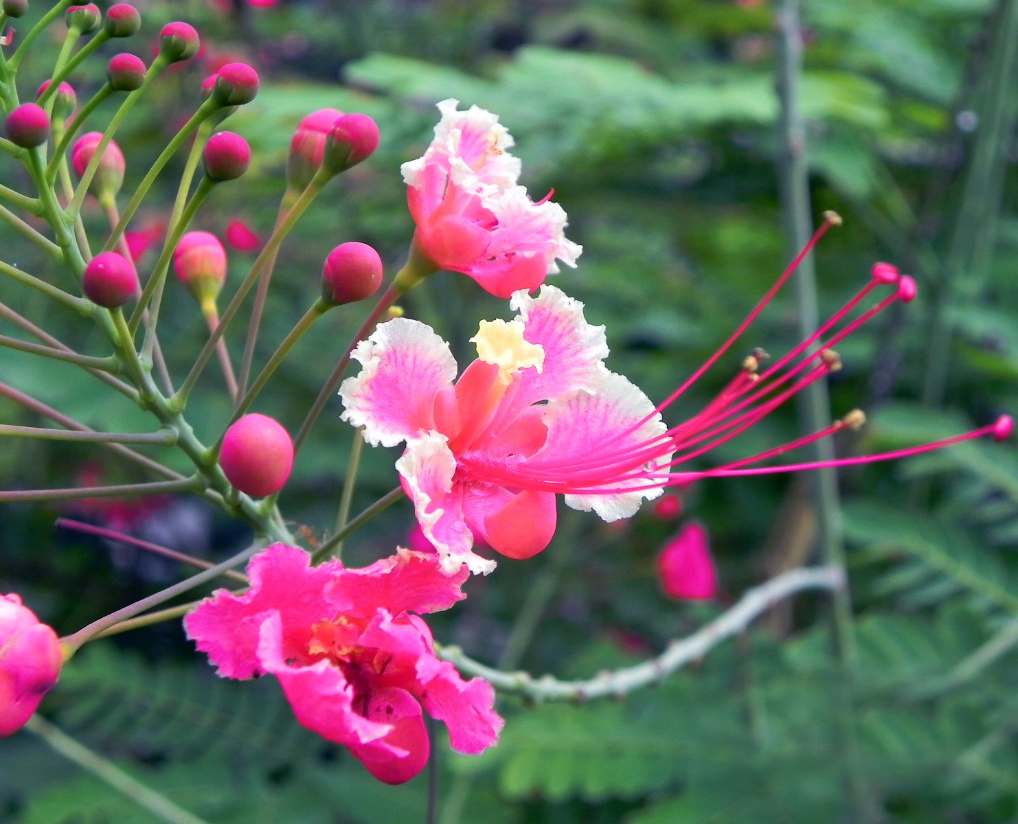 Pink Pride of Barbados Peacock Caesalpinia pulcherrima rosea - 5 Seeds