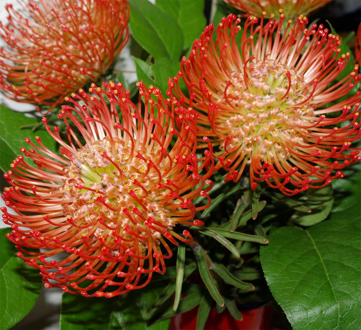 South African Red Protea Leucospermum cordifolium - 5 Seeds