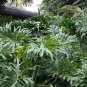 Lacy Tree Philodendron bipinnatifidum Selloum - 25 Seeds