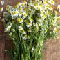 Organic German Chamomile Herb Matricaria recutita - 1000 Seeds