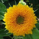 Tall Gold Color Double Sunflower Helianthus annuus - 20 Seeds