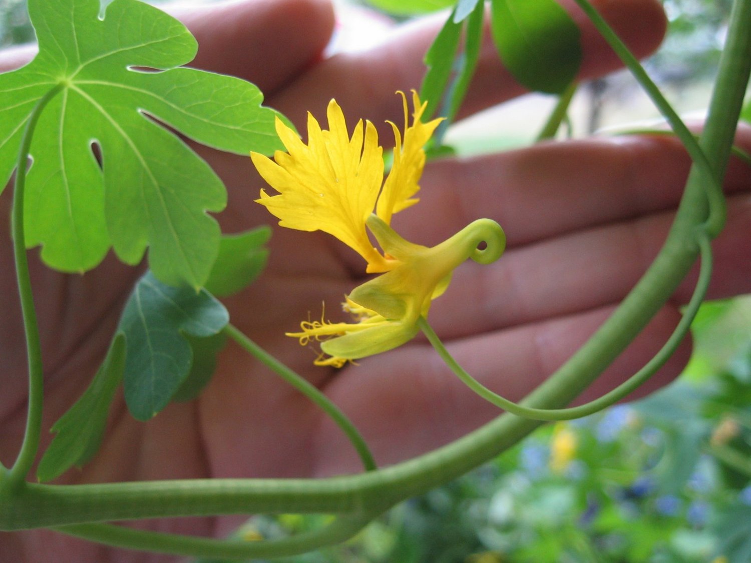 Rare Canary Bird Vine Tropaeolum peregrinum 10 Seeds