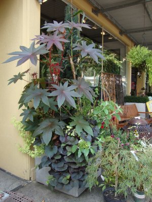 Castor Bean Ricinus Communis var. gibsonii - 8 Seeds